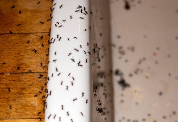 Best Wasp Removal Services  in Rawls Springs, MS